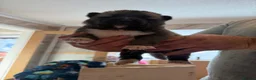 Akita dogs for sale: Akita pups  - Advert 16