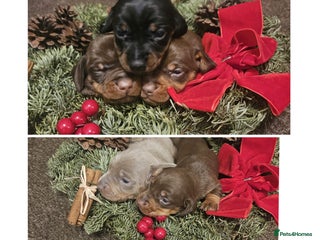 Miniature Dachshund dogs Gorgeous ** for ** dachshund puppy 🐶 - Advert 11