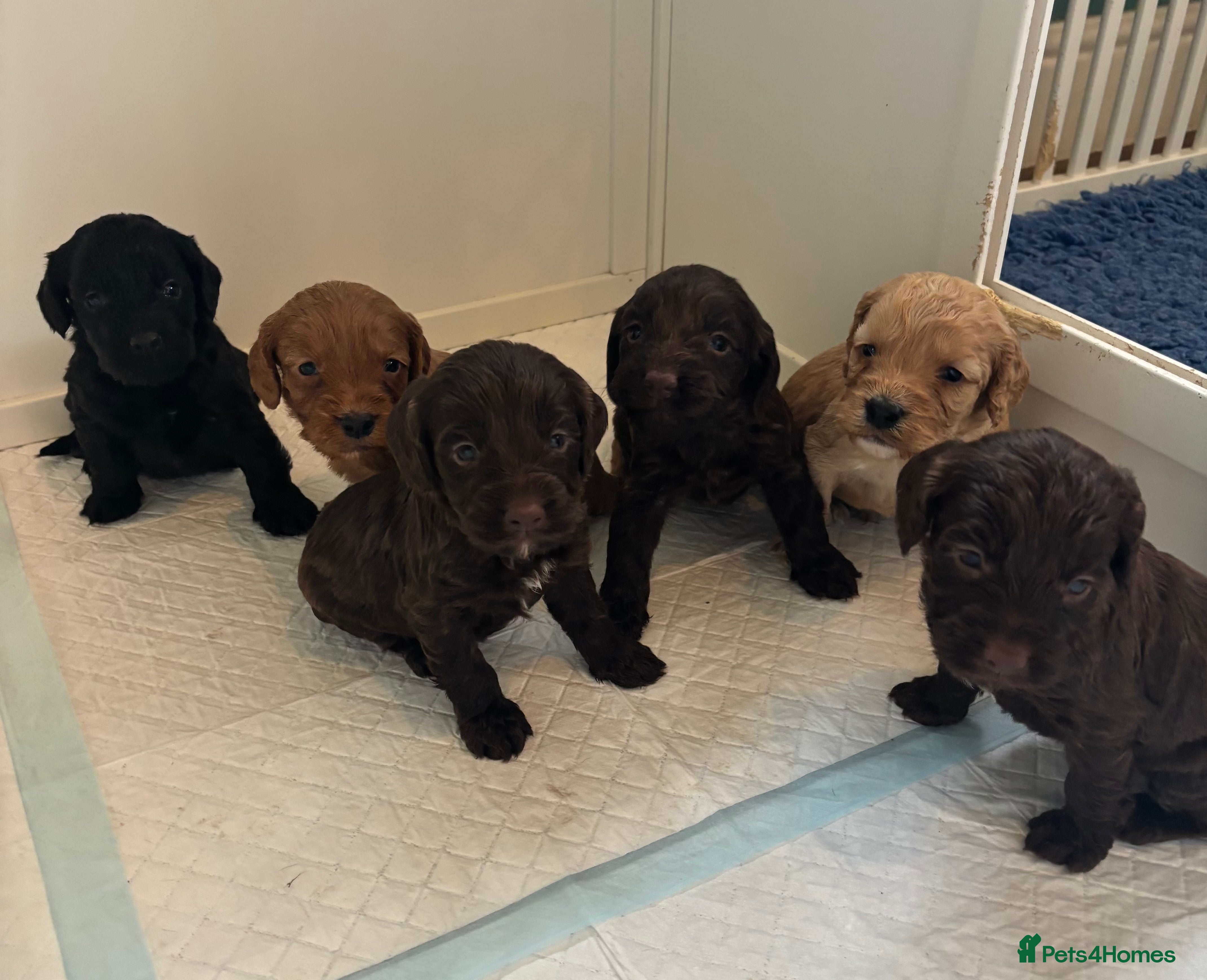 Cockapoo dogs F1 Cockapoo Pups,Ready soon for Loving Homes  - Advert 1