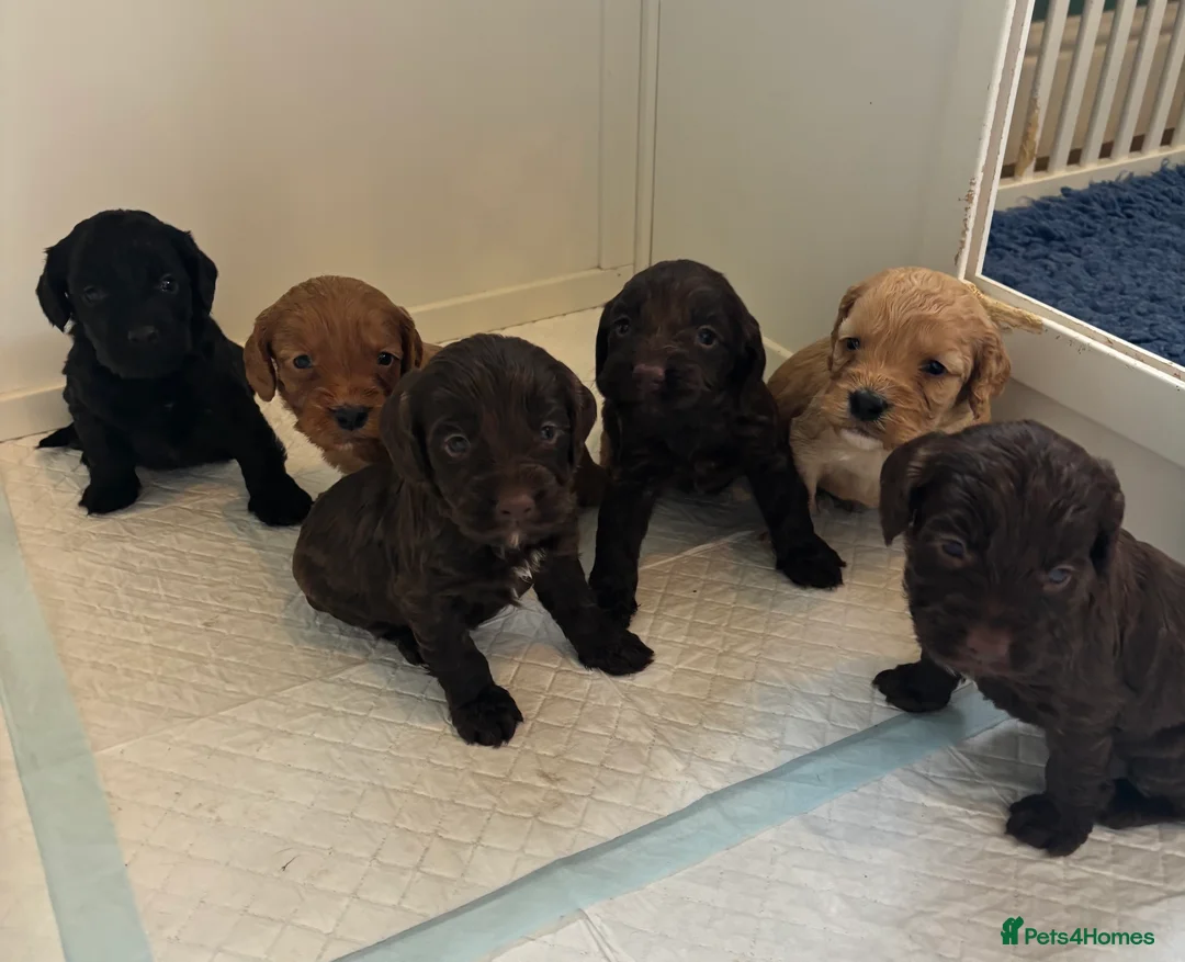 Cockapoo dogs for sale: F1 Cockapoo Pups,Ready soon for Loving Homes  - Advert 1