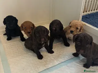 Cockapoo dogs F1 Cockapoo Pups,Ready soon for Loving Homes - Advert 1