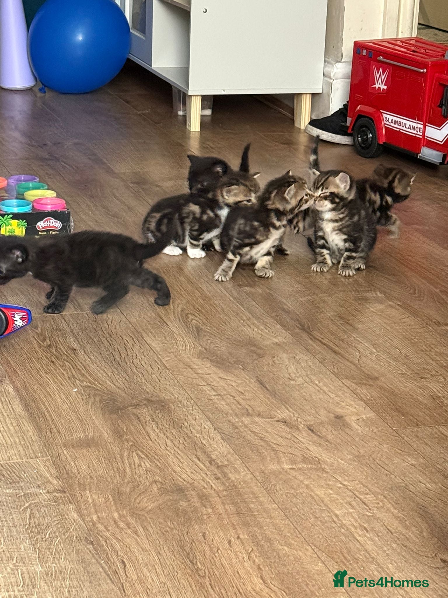 British Shorthair cats 6 British shorthair cross kittens  - Advert 1