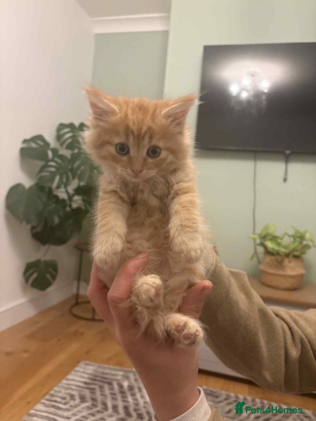 Maine Coon cats for sale: Maine coon xxx - Advert 13