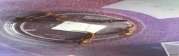 Gecko reptiles for sale: Madagascan Ground Gecko / Pictus Gecko - Advert 5