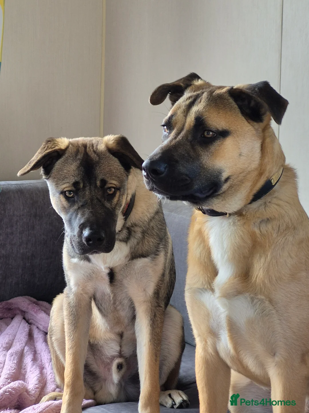 Mixed Breed dogs for sale: Bullmastiff x husky in Clacton-on-Sea - Advert 5