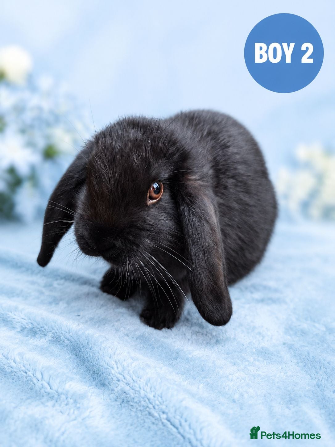 Mini Lop rabbits Stunning Pure Bred Mini Lop Rabbits - Advert 2