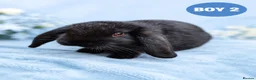 Mini Lop rabbits for sale: Stunning Pure Bred Mini Lop Rabbits - Advert 2