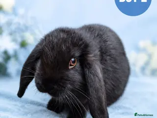 Mini Lop rabbits Stunning Pure Bred Mini Lop Rabbits - Advert 15