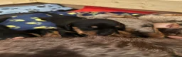 Miniature Dachshund dogs for sale: KC registered miniature short haired dachshunds   - Advert 7