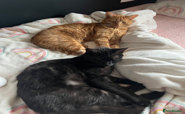 Domestic Shorthair cats - Advert 2