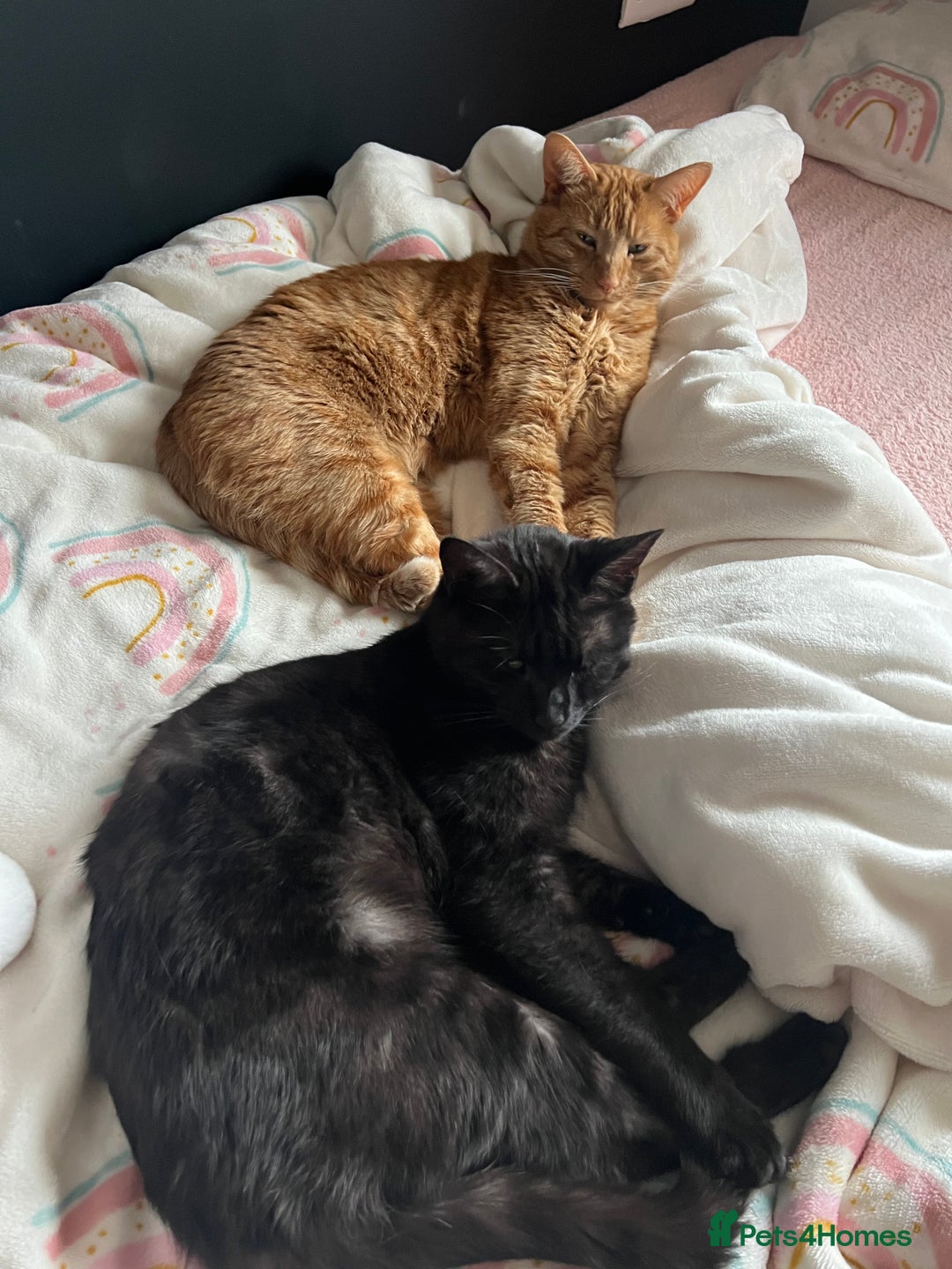 Domestic Shorthair cats for sale: Two male cats  - Image 1