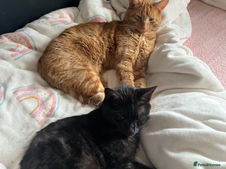 Domestic Shorthair cats - Advert 17