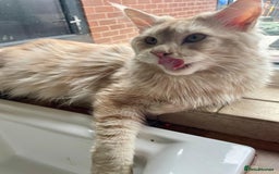 Maine Coon cats for sale: Loving home wanted for stunning 12 month old MC - Image 3