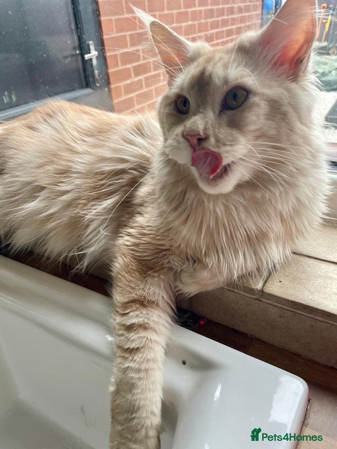 Maine Coon cats for sale: Loving home wanted for stunning 12 month old MC - Image 3