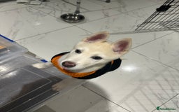 Akita dogs for sale: Beautiful Huskita female puppy for sale  - Advert 1