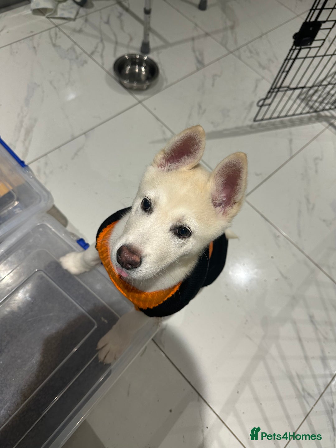 Akita dogs for sale: Beautiful Huskita female puppy for sale  - Advert 1