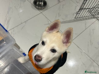 Akita dogs - Advert 2