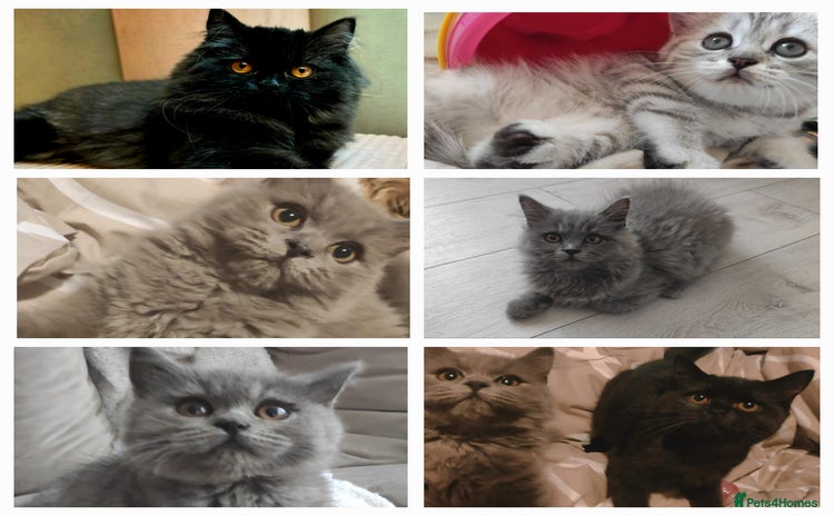 British Shorthair cats - Advert 13