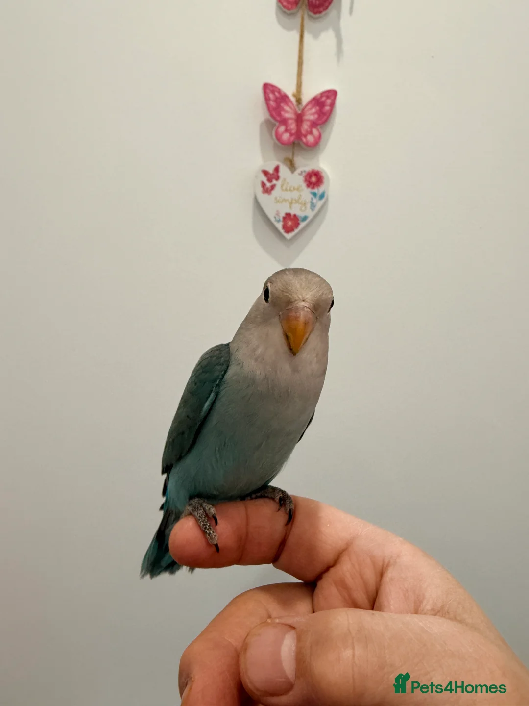 Lovebirds birds for sale: BEAUTIFUL BABY LOVEBIRDS. TWO AVAILABLE TO CHOOSE  - Advert 4