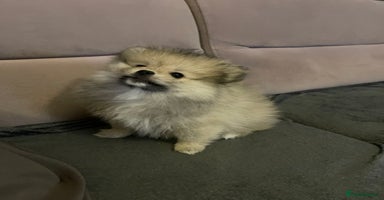 Pomeranian dogs - Advert 6