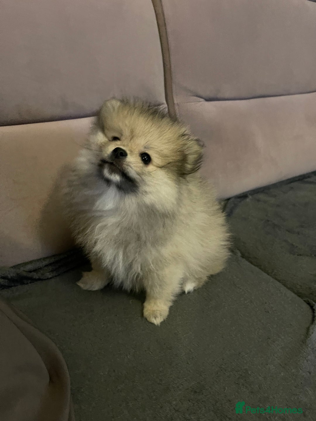 Pomeranian dogs for sale: Pomeranian Puppies – Ready Now - Advert 4