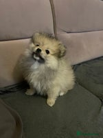 Pomeranian dogs - Advert 2