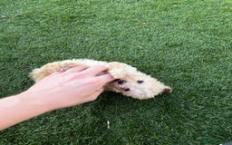 Cavapoo dogs for sale: Beautiful cavapoo puppies  - Image 7