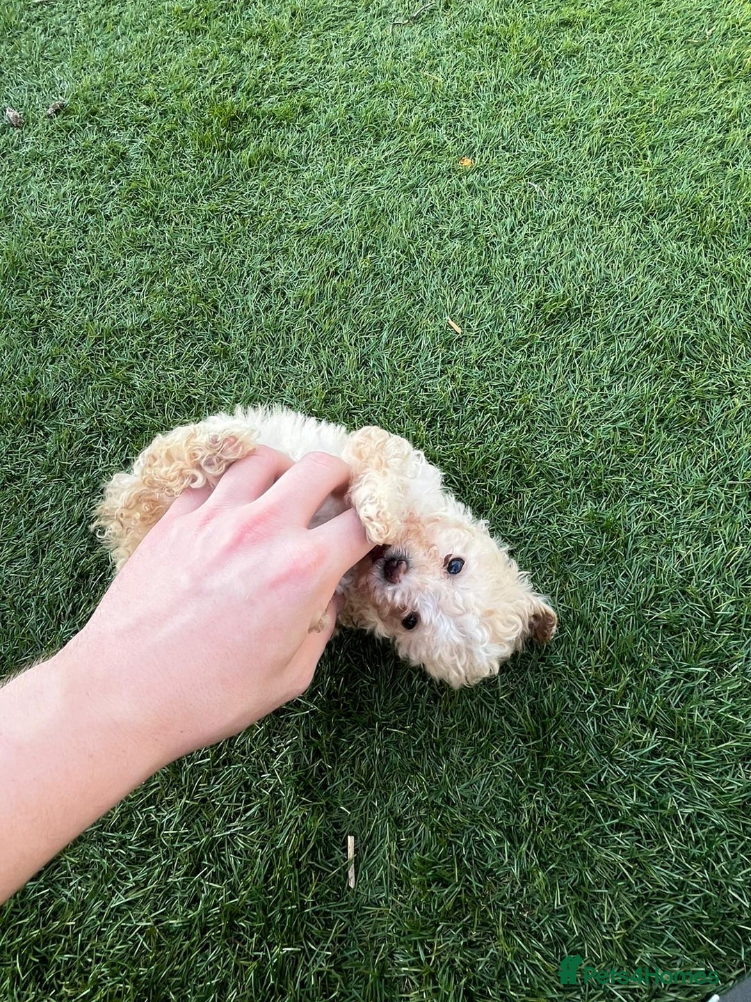 Cavapoo dogs for sale: Beautiful cavapoo puppies  - Image 7