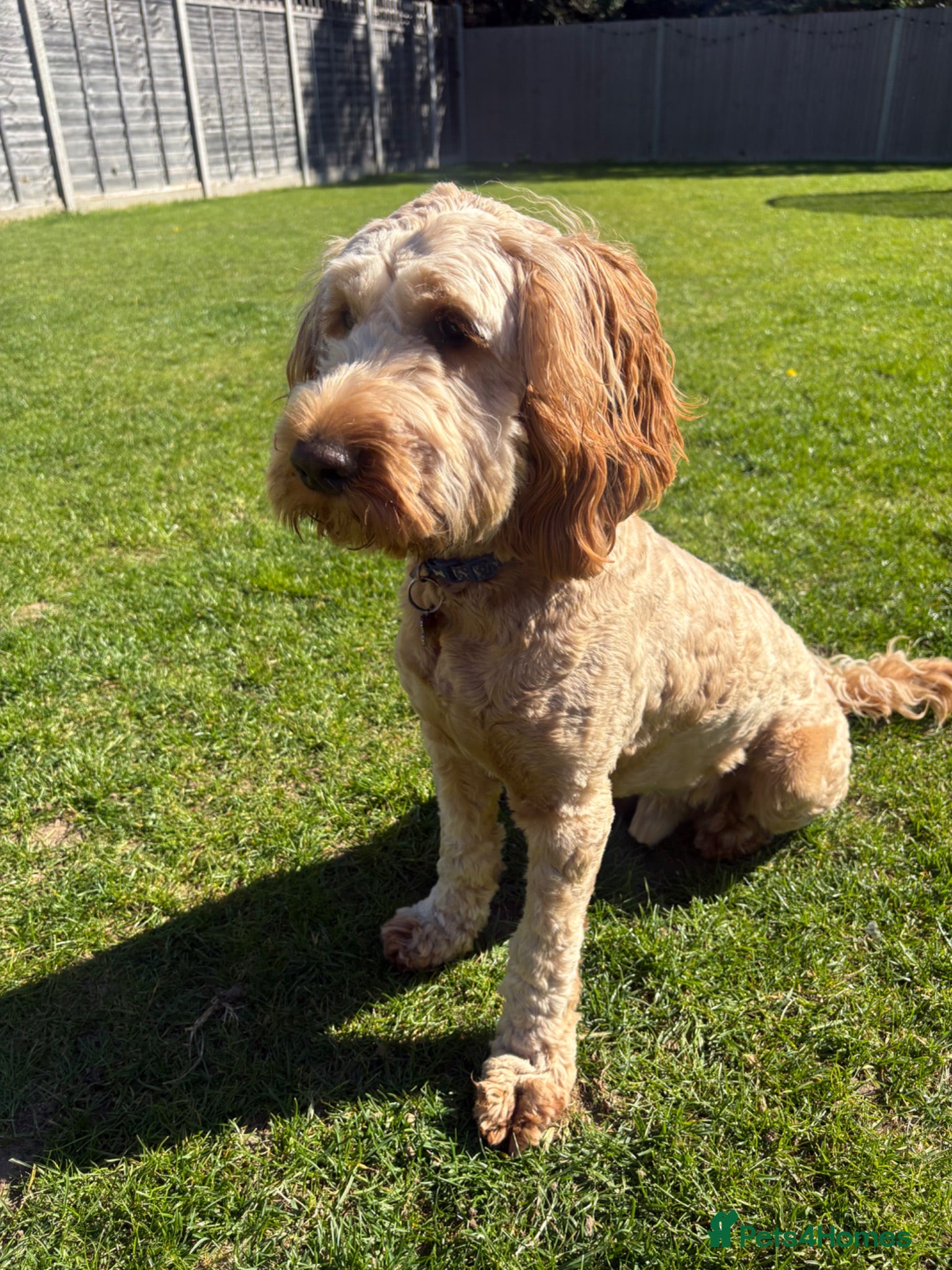 Cockapoo dogs Beautiful Cockapoo  - Advert 1