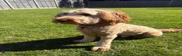Cockapoo dogs for sale: Beautiful Cockapoo  in Uxbridge - Advert 1