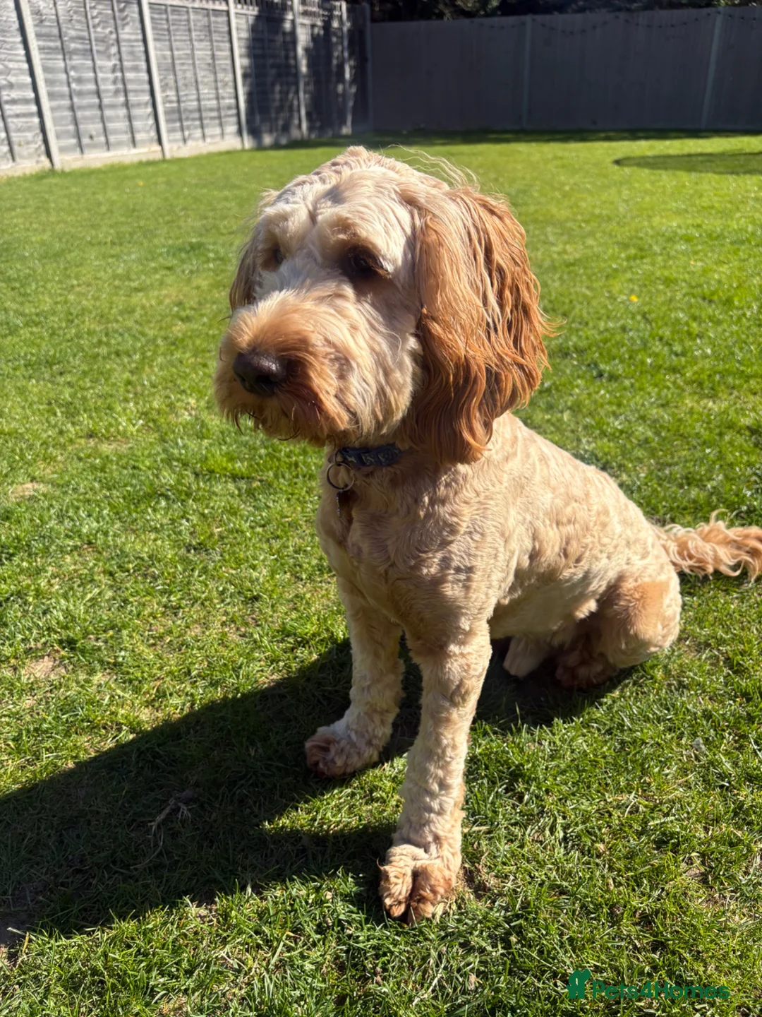 Cockapoo dogs for sale: Beautiful Cockapoo  in Uxbridge - Advert 1