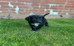 Mixed Breed dogs for sale: Border collie x irish setter pups *READY 3RD SEP* - Image 12