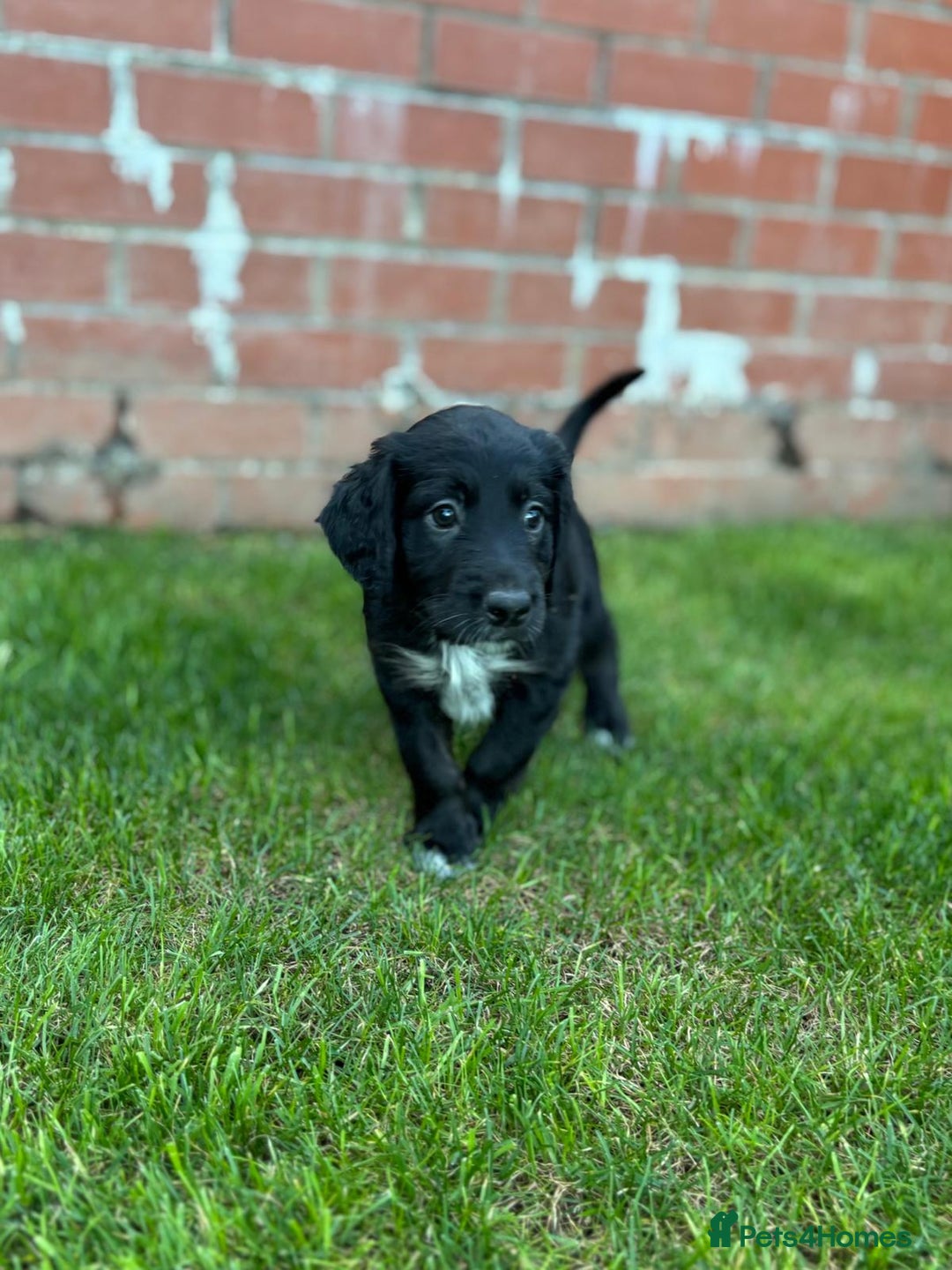 Mixed Breed dogs for sale: Border collie x irish setter pups *READY 3RD SEP* - Image 12