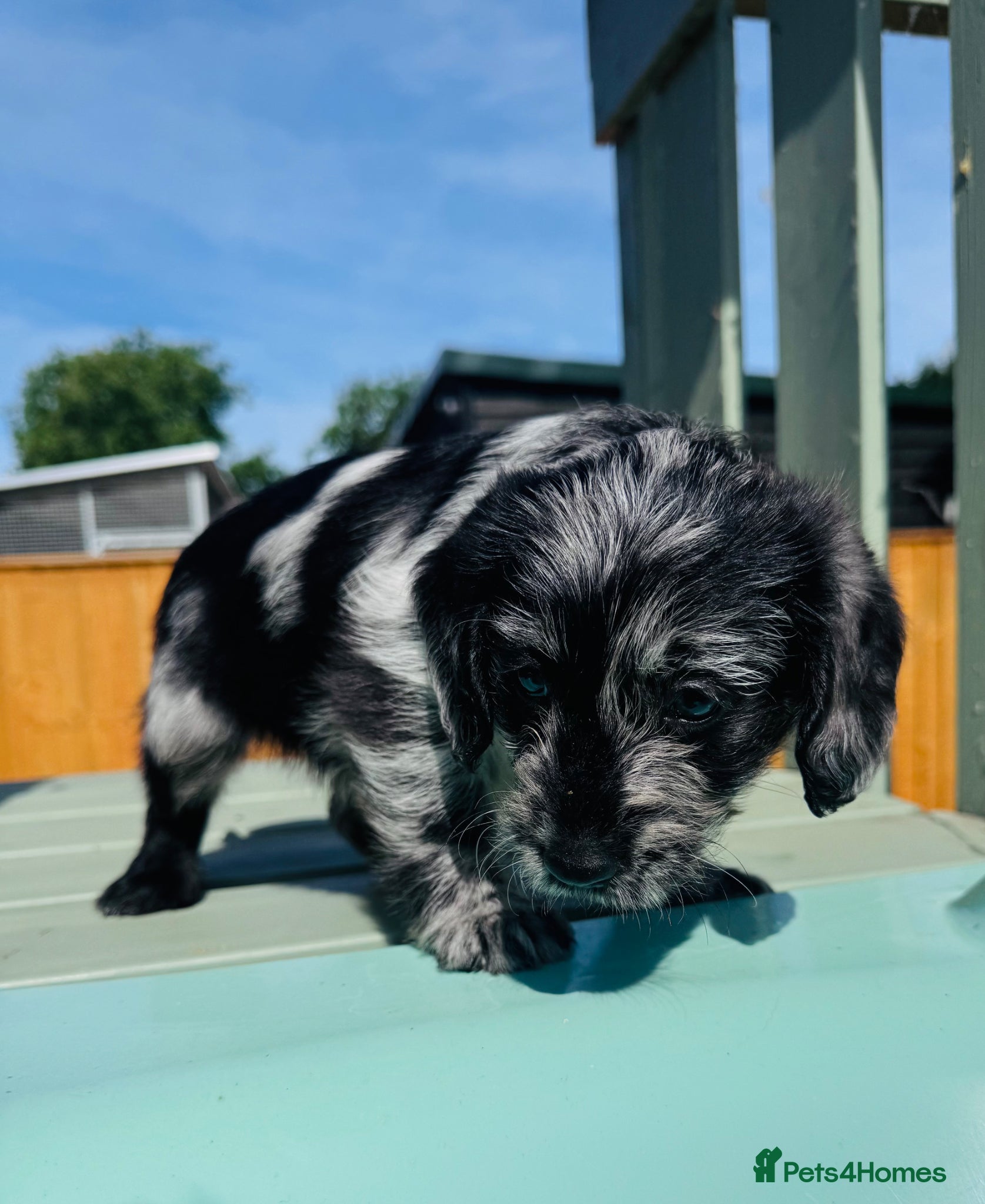 Labradoodle dogs Beautiful Merle Labradoodle Babies 🐾🐾🐾 - Advert 2