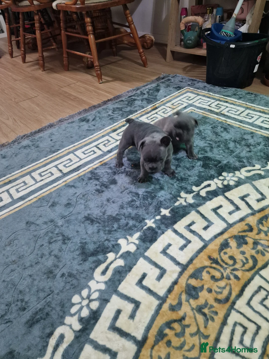 French Bulldog dogs for sale: Beautiful blue french bulldogs puppies  - Advert 7