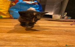 Mixed Breed cats for sale: 5 kittens for sale - 3 boys and 3 girls  - Image 11