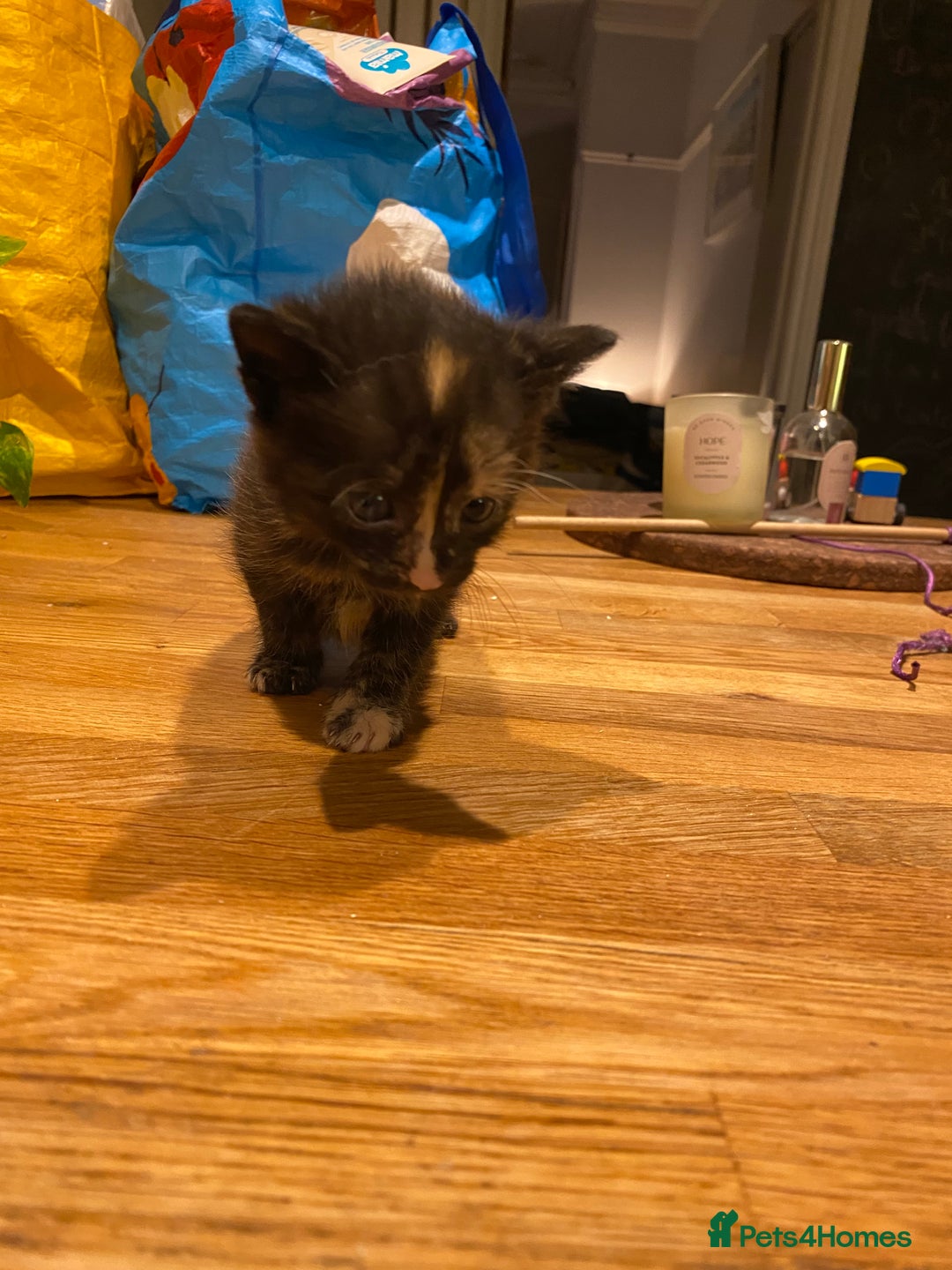 Mixed Breed cats for sale: 5 kittens for sale - 3 boys and 3 girls  - Image 11