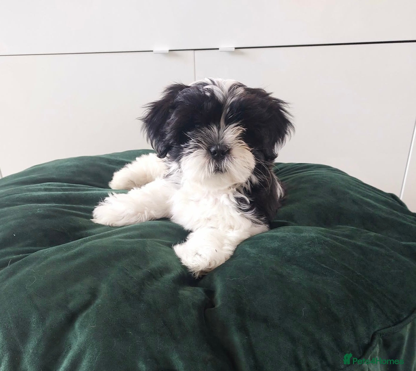 Shih Tzu dogs Last Beautiful Shih Tzu Puppy left - Liam 💛💚❤️🩷 - Advert 2