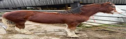 Other Breed horses for sale: Abrams Wildwood Heart in Rochdale - Advert 9