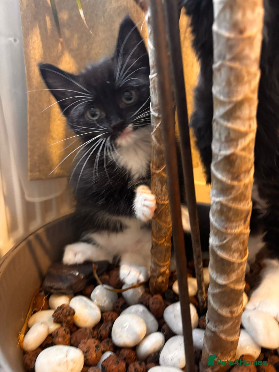 Mixed Breed cats for sale: Ragdoll mixed breed - Advert 18