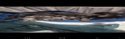 Dachshund dogs for sale: KC Registerd miniture daushands - Advert 10