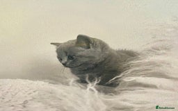 British Shorthair cats for sale: Two cuddly blue boys from loving family home - Image 13
