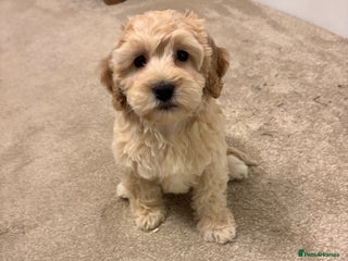 Cockapoo dogs Cockapoo Puppies – Well Socialised and beautiful - Advert 4