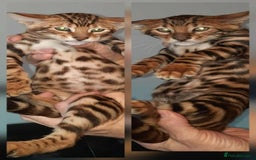 Toyger cats for sale: STUNNING TICA REG, PEDIGREE TOYGER CUBS - Image 1