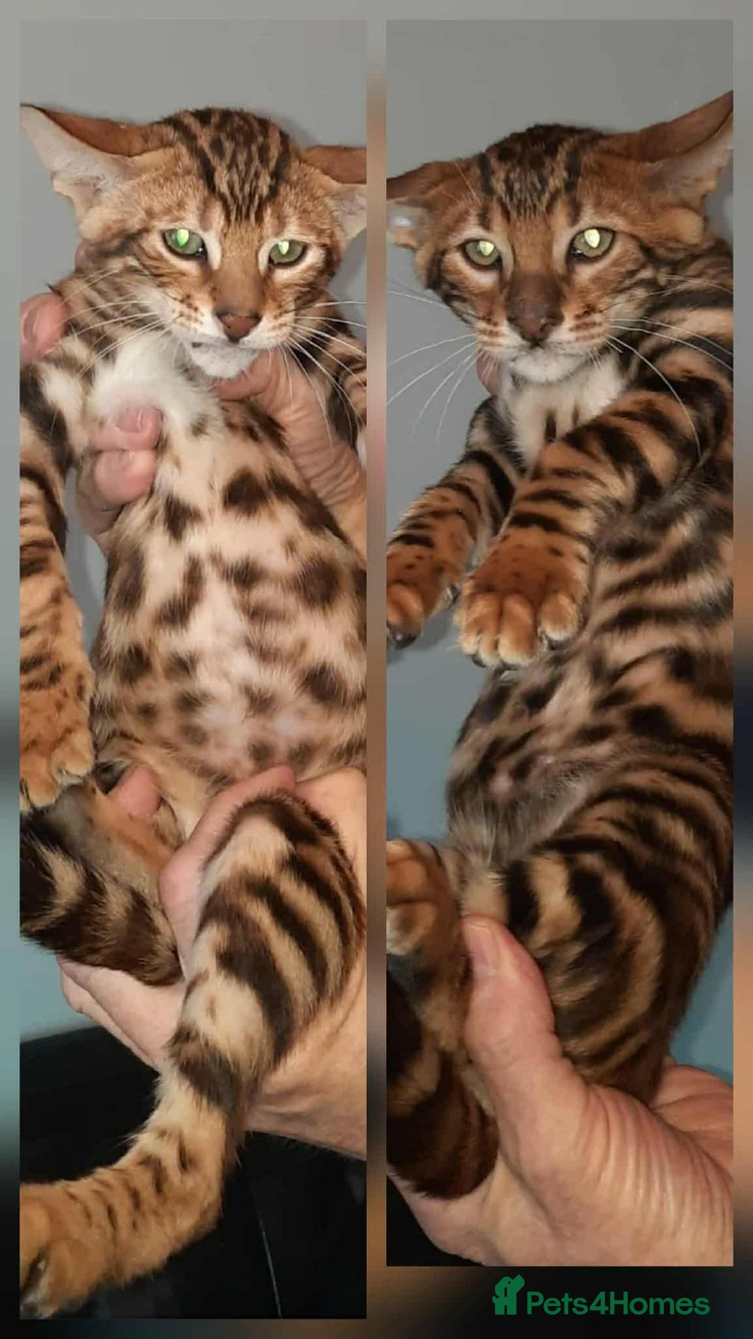 Toyger cats for sale: STUNNING TICA REG, PEDIGREE TOYGER CUBS - Image 1