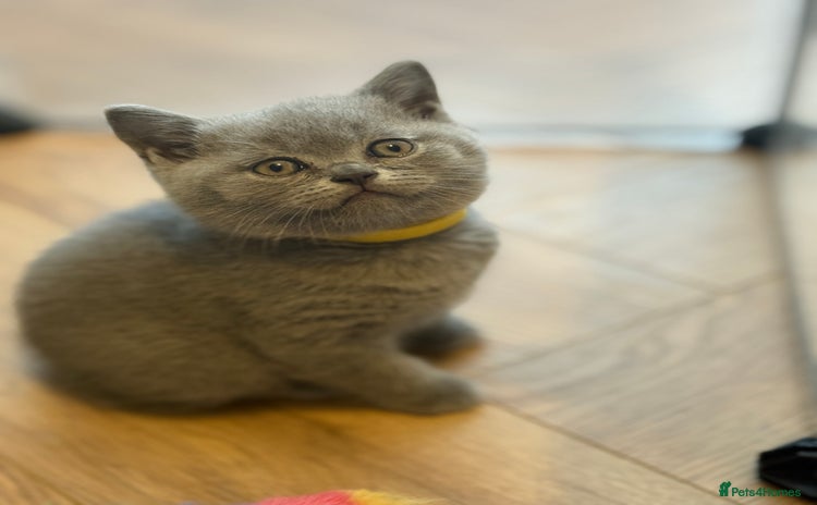 British Shorthair cats - Advert 3