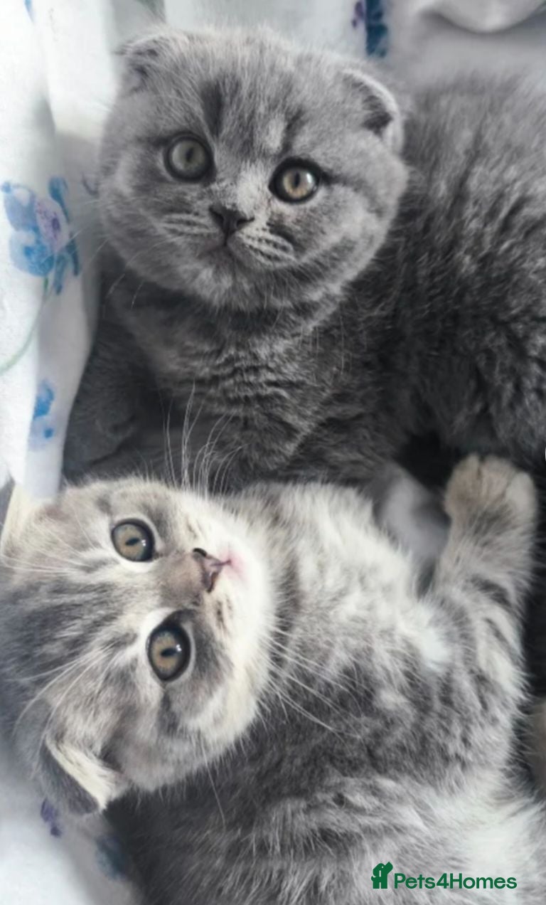 Scottish Fold cats 5 Pedigree Beautiful Loving Scottish Folds  - Advert 1