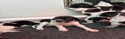 Pointer dogs for sale: English Pointer Puppies available 8th January  - Advert 10
