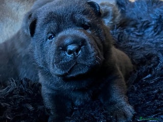 Mixed Breed dogs ChowPei Pups - Advert 2