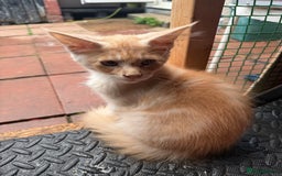 Maine Coon cats for sale: Maine Coon Kittens in Greenford - Image 30
